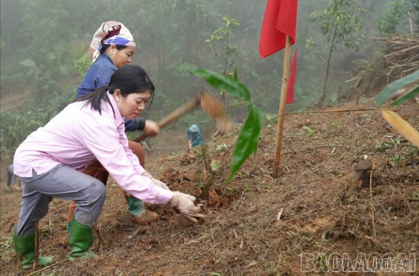 baolaocai-br-z7561871284201-b608102bfa95d61b132931ab7f45849a.jpg