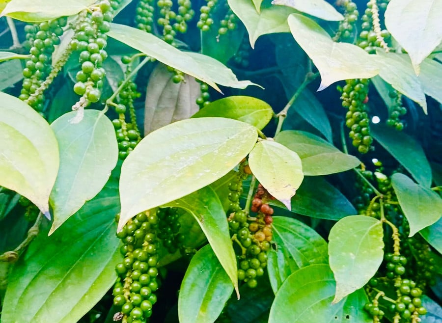 Os preços do café e da pimenta também caíram no último dia de fevereiro.