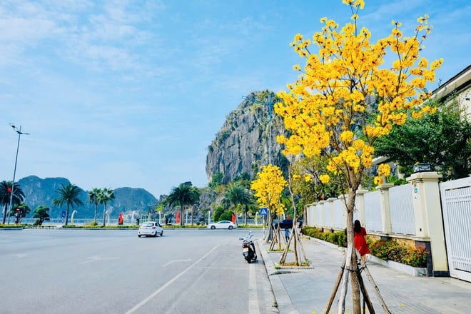 Les érables teintent les rues de la baie d'Ha Long en jaune - Photo 1.
