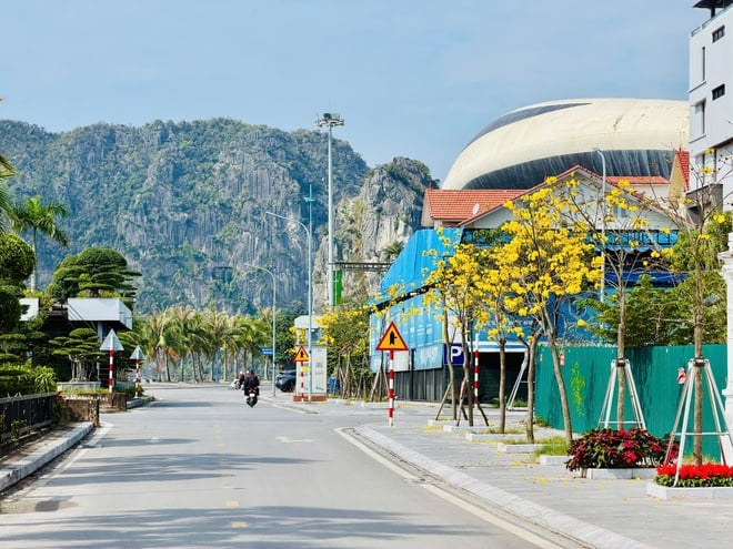 Les érables teintent les rues de la baie d'Ha Long en jaune - Photo 4.