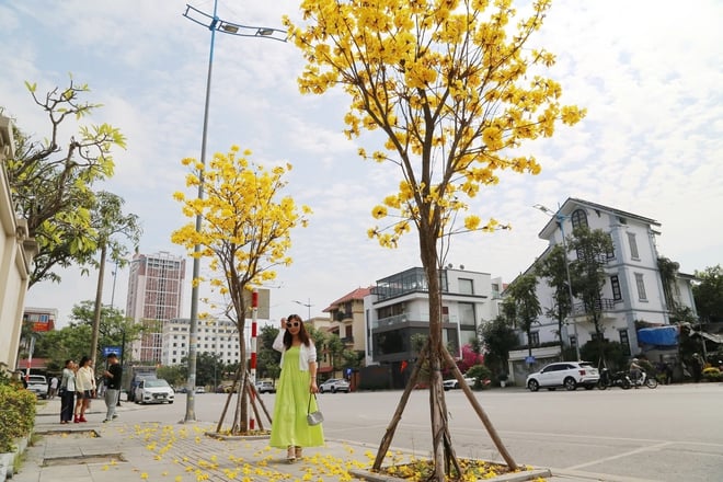 Les érables teintent les rues de la baie d'Ha Long en jaune - Photo 5.
