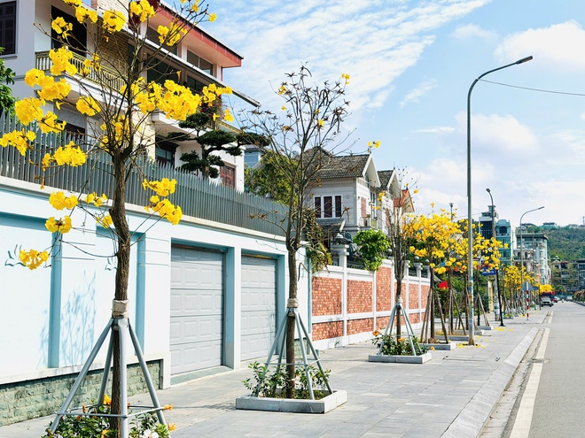 Les érables teintent les rues de la baie d'Ha Long en jaune - Photo 6.