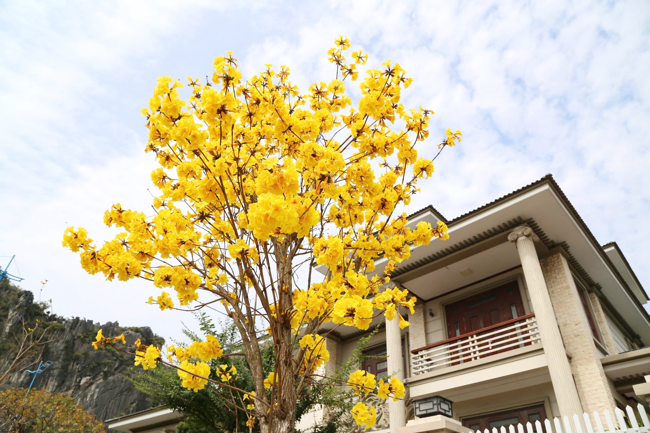 Les érables teintent les rues de la baie d'Ha Long en jaune - Photo 7.