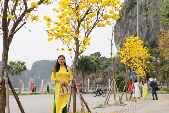Les érables teintent les rues de la baie d'Ha Long en jaune - Photo 8.