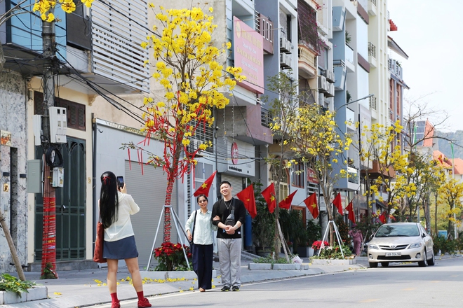 Les érables teintent les rues de la baie d'Ha Long en jaune - Photo 9.