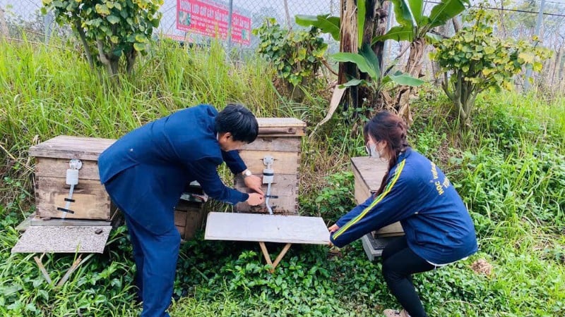 El Centro de Apicultura Tropical e Investigación Apícola (Academia de Agricultura de Vietnam) investiga y transfiere procesos tecnológicos apícolas a apicultores de todo el país. (Foto: TRÀ MY)