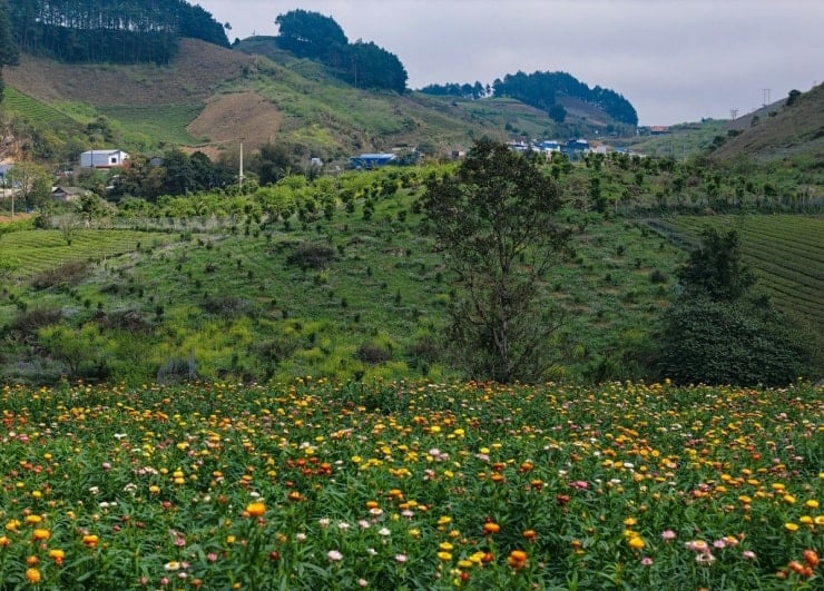 Una vista panoramica dall'alto della collina dei fiori perenni, con sentieri per i visitatori.