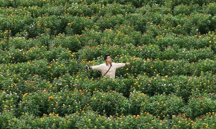 Una vista ravvicinata dei fiori eterni che mostrano i loro colori vivaci.