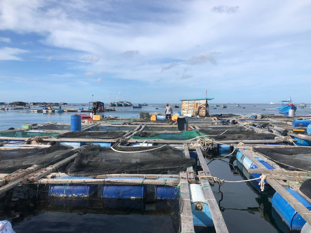 Establecimiento de nuevos ecosistemas acuáticos marinos. – Vietnam.vn