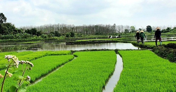 Emissiearme rijstproductie: veranderingen op de velden van Noord-Vietnam