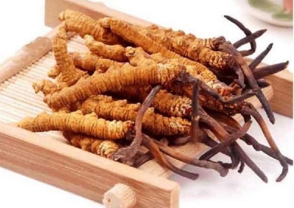 Dược thiện cho người yếu sinh lý - Ảnh 1.