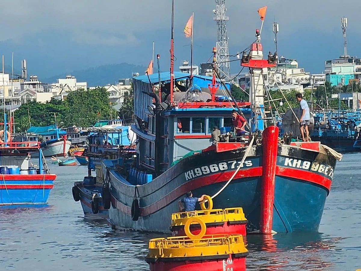 Vừa bội thu cá ngừ, vừa siết chặt IUU: Khánh Hòa khởi đầu năm mới bằng khai thác bền vững - Vietnam.vn