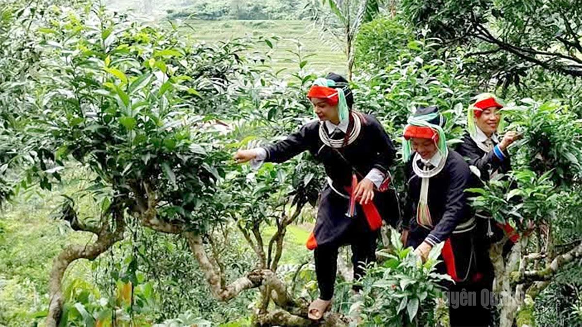 Model penanaman limau mandarin di komune Ham Yen ditanam mengikut amalan pertanian yang baik.