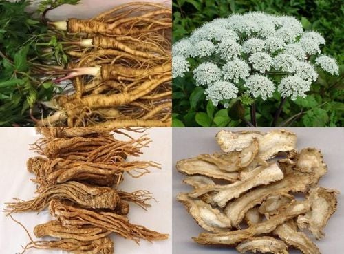 3 bài thuốc sắc trị mụn trứng cá- Ảnh 1.