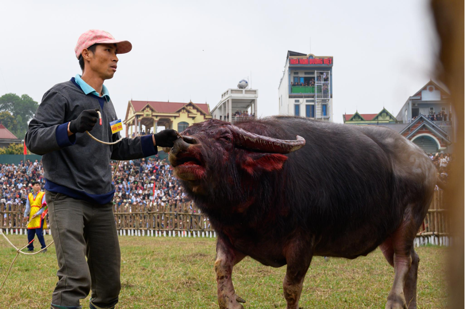 Hai Luu Buffalo Fesztivál: Lélegzetelállító verseny