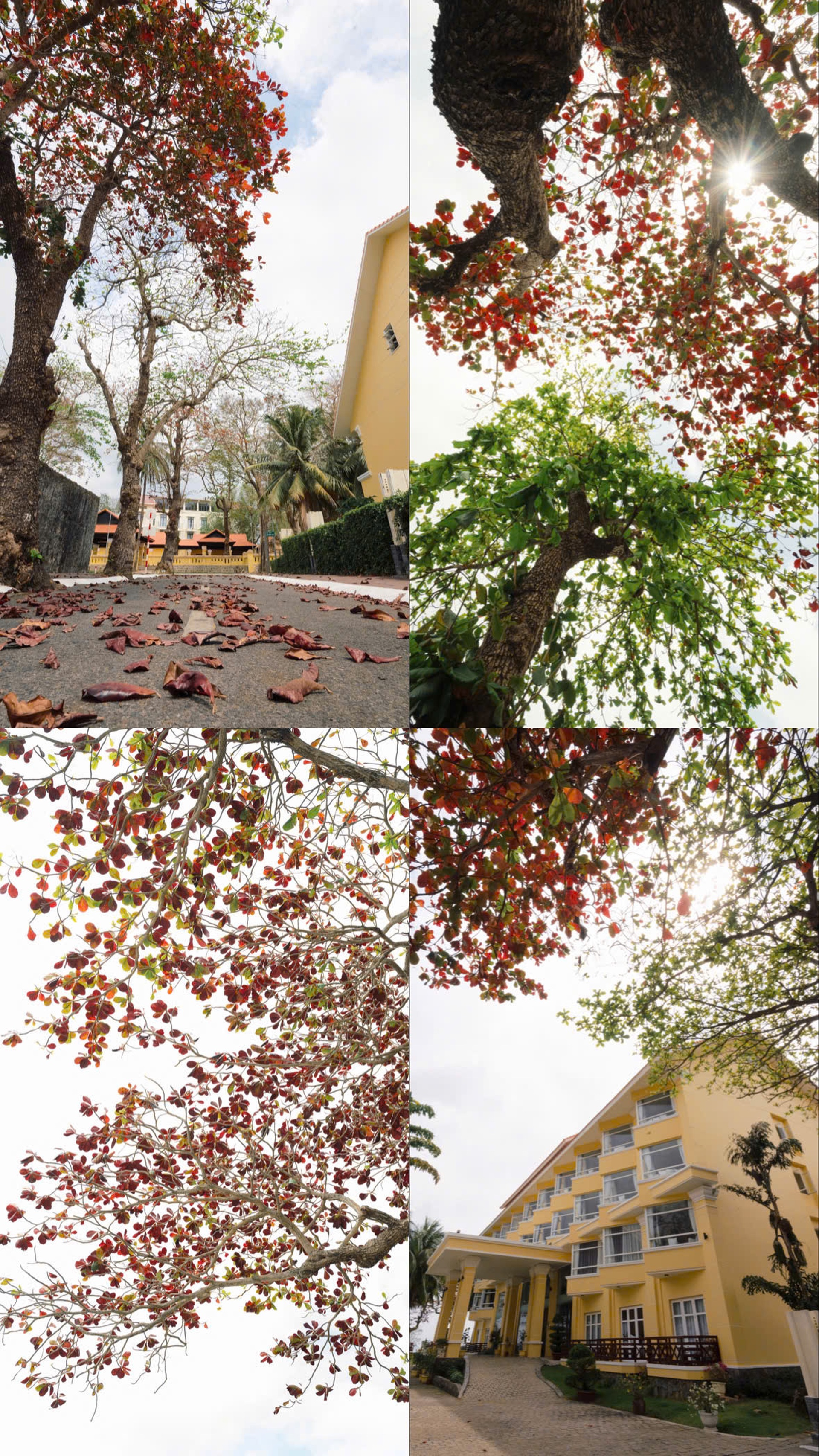 Con Dao es asombrosamente hermoso durante la temporada en que los árboles de Terminalia catappa cambian sus hojas - 4