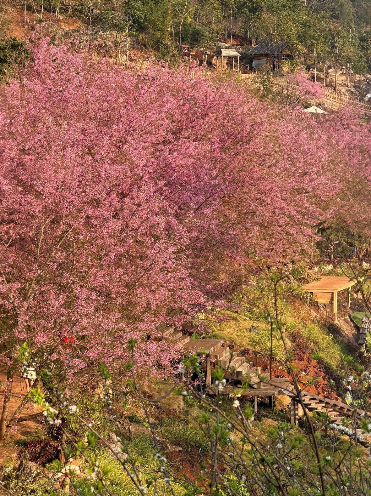 I fiori di pesco selvatico e i fiori di pesco rosa si intrecciano tra i villaggi e lungo i pendii tortuosi, dipingendo di rosa il cielo del Vietnam nord-occidentale. (Foto: PV)