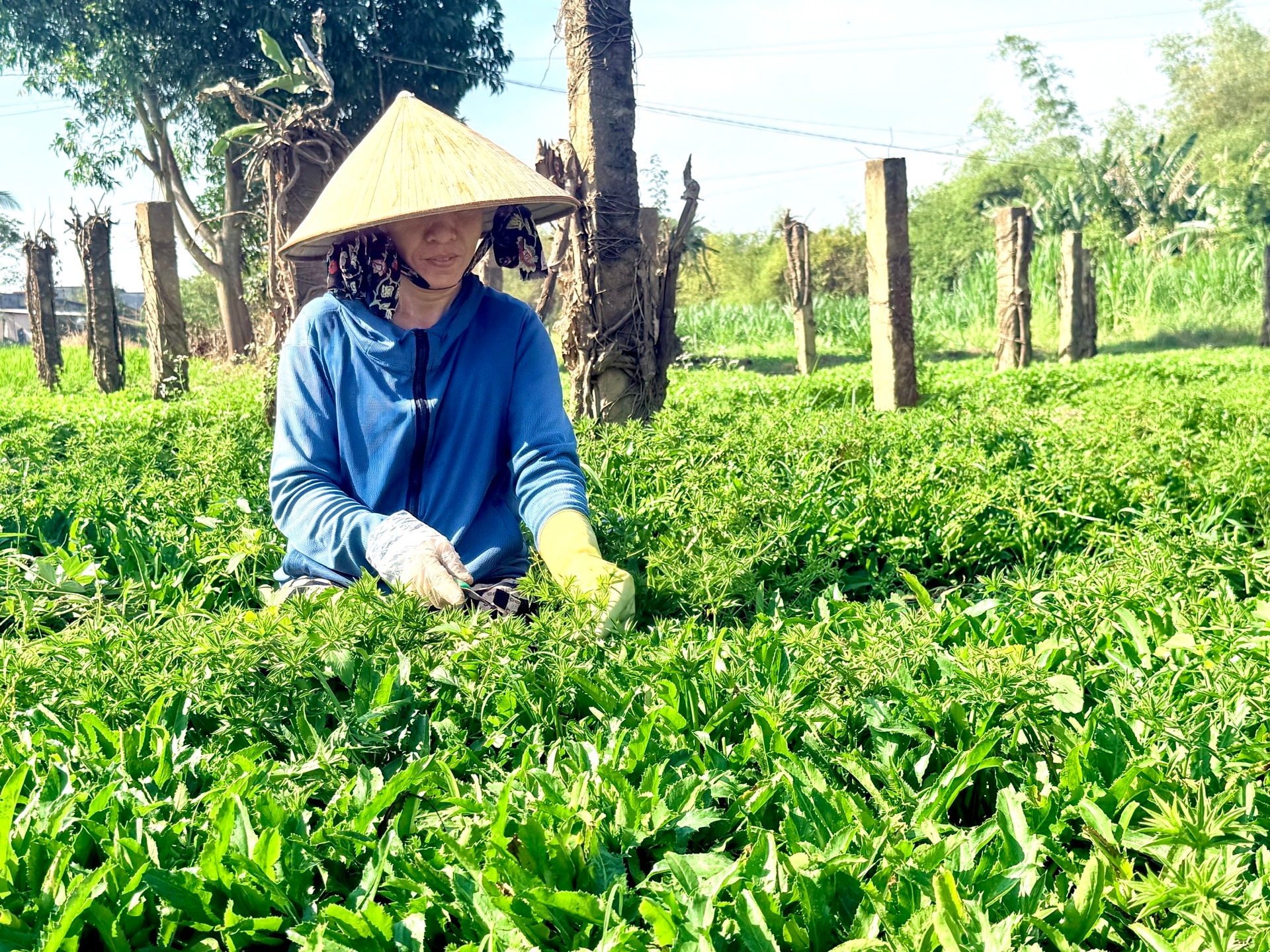 La signora Mười si dedica con impegno al suo orto, ripristinando la produzione dopo le alluvioni.