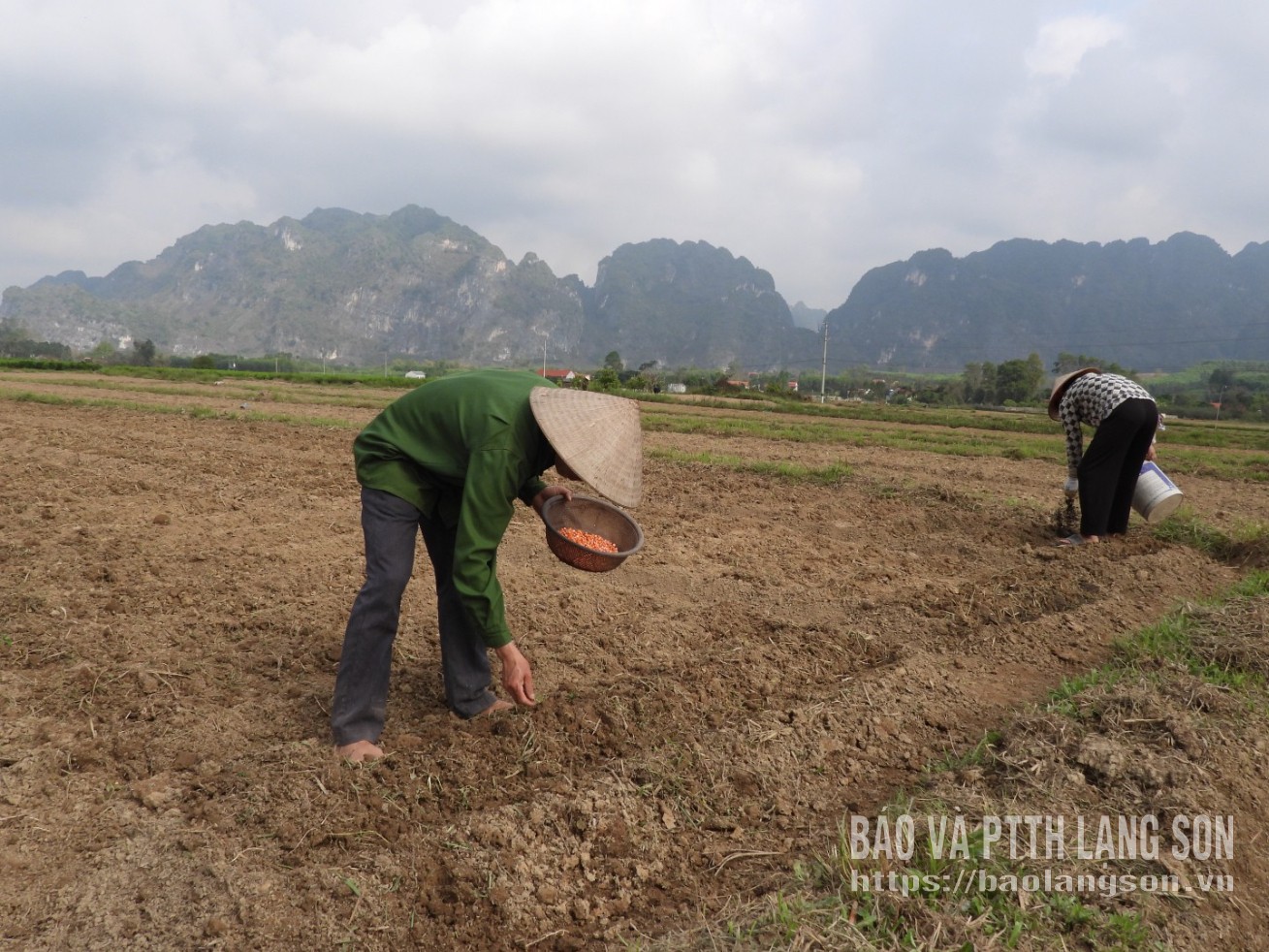 Pan Hoang Van Quan z wioski Tan Thinh sadzi kukurydzę jarą.