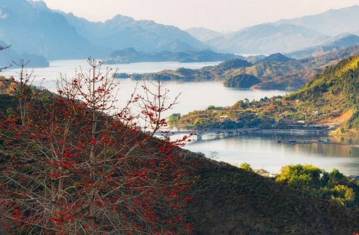 L'albero di kapok si trova in tutte le montagne e le foreste di Son La, ma la sua bellezza più affascinante si può ammirare lungo il fiume Da a Quynh Nhai. Ogni anno, durante la fioritura, i suoi vibranti fiori rossi risplendono come fiamme contro la vasta distesa d'acqua e di cielo, incantando i visitatori.