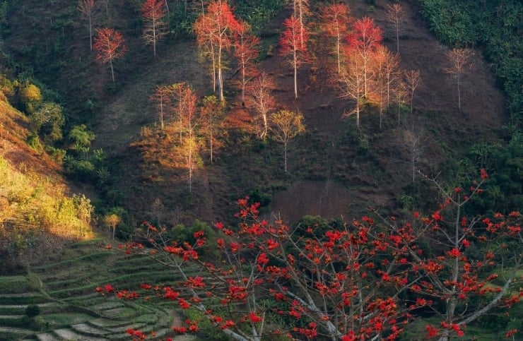 L'albero di kapok fiorisce dopo che tutte le foglie sono cadute. Sui rami spogli rimangono solo i fiori a cinque petali, di un rosso intenso, con stami gialli ben visibili. Questo contrasto crea una bellezza potente e decisa.
