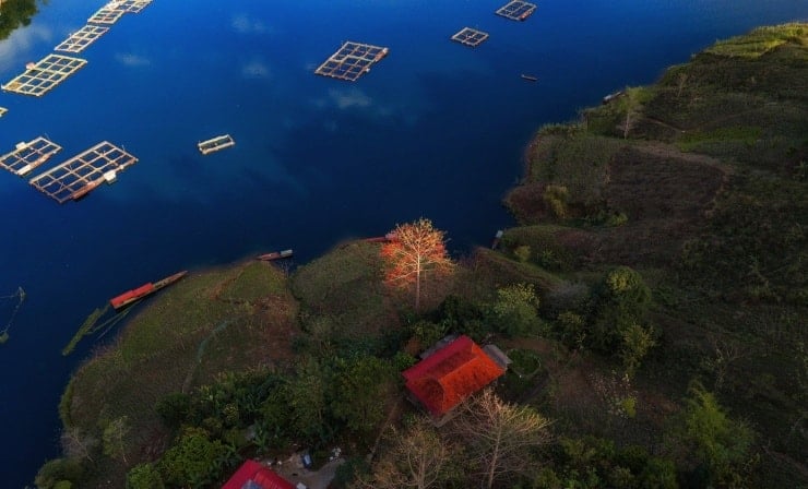 Anche le autorità locali e i residenti stanno iniziando a riconoscere un nuovo valore in questi alberi di kapok, apparentemente comuni. Molte strutture ricettive che offrono ospitalità in famiglia stanno sfruttando la loro vicinanza a questi alberi secolari per creare esperienze uniche.