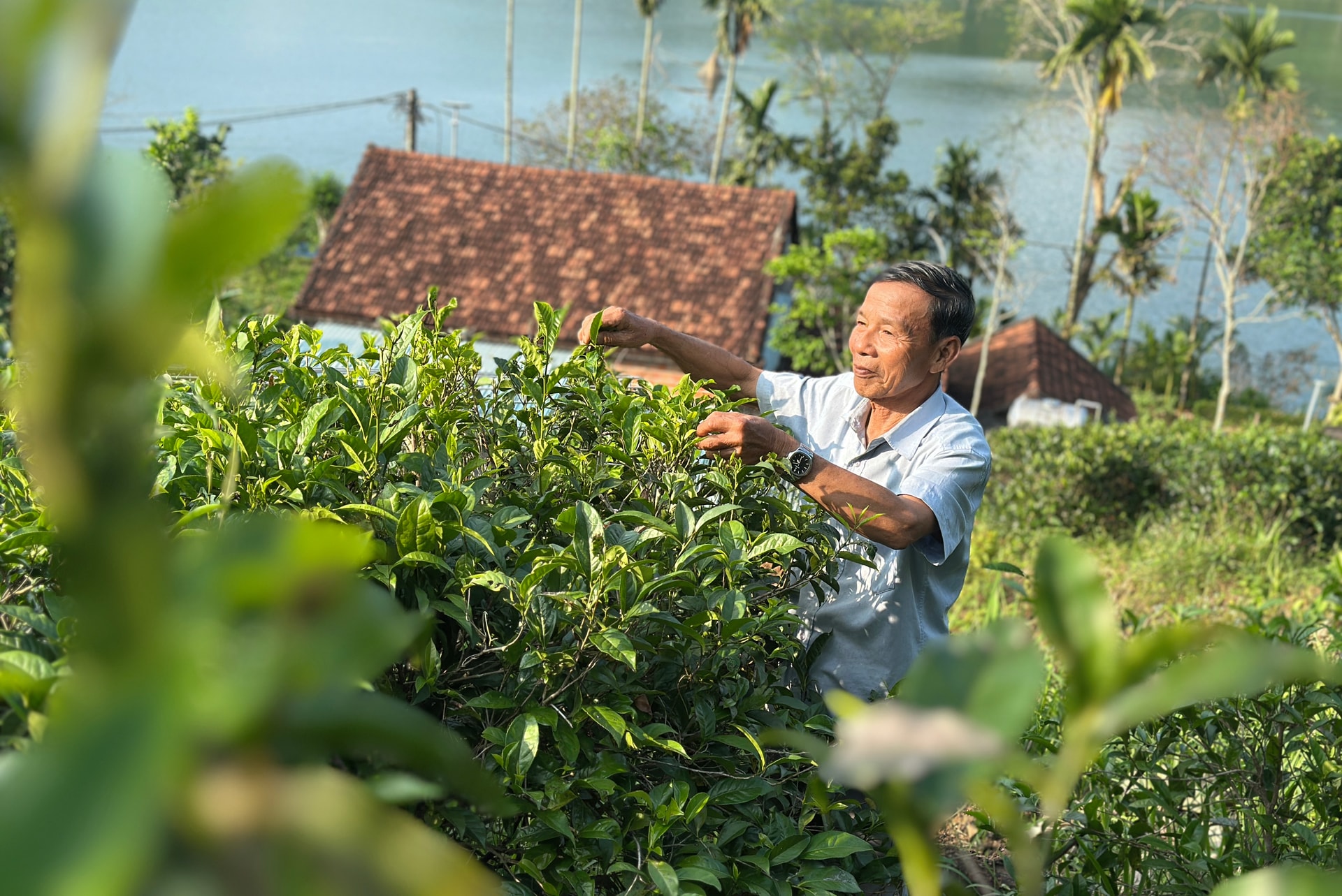 Il signor Nguyen Van Hung, direttore della cooperativa del tè Duc Phu, si prende cura di piante di tè centenarie.