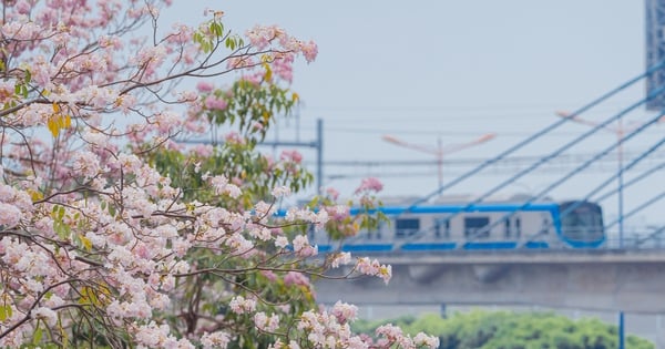ホーチミン市のロマンチックなピンクのトランペットの花通り