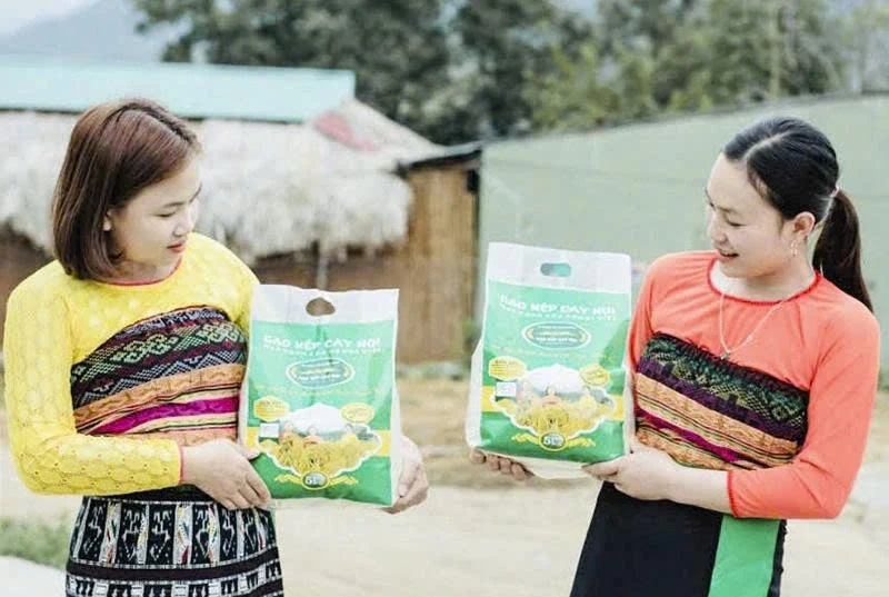 Developing specialized areas for cultivating specialty glutinous rice.