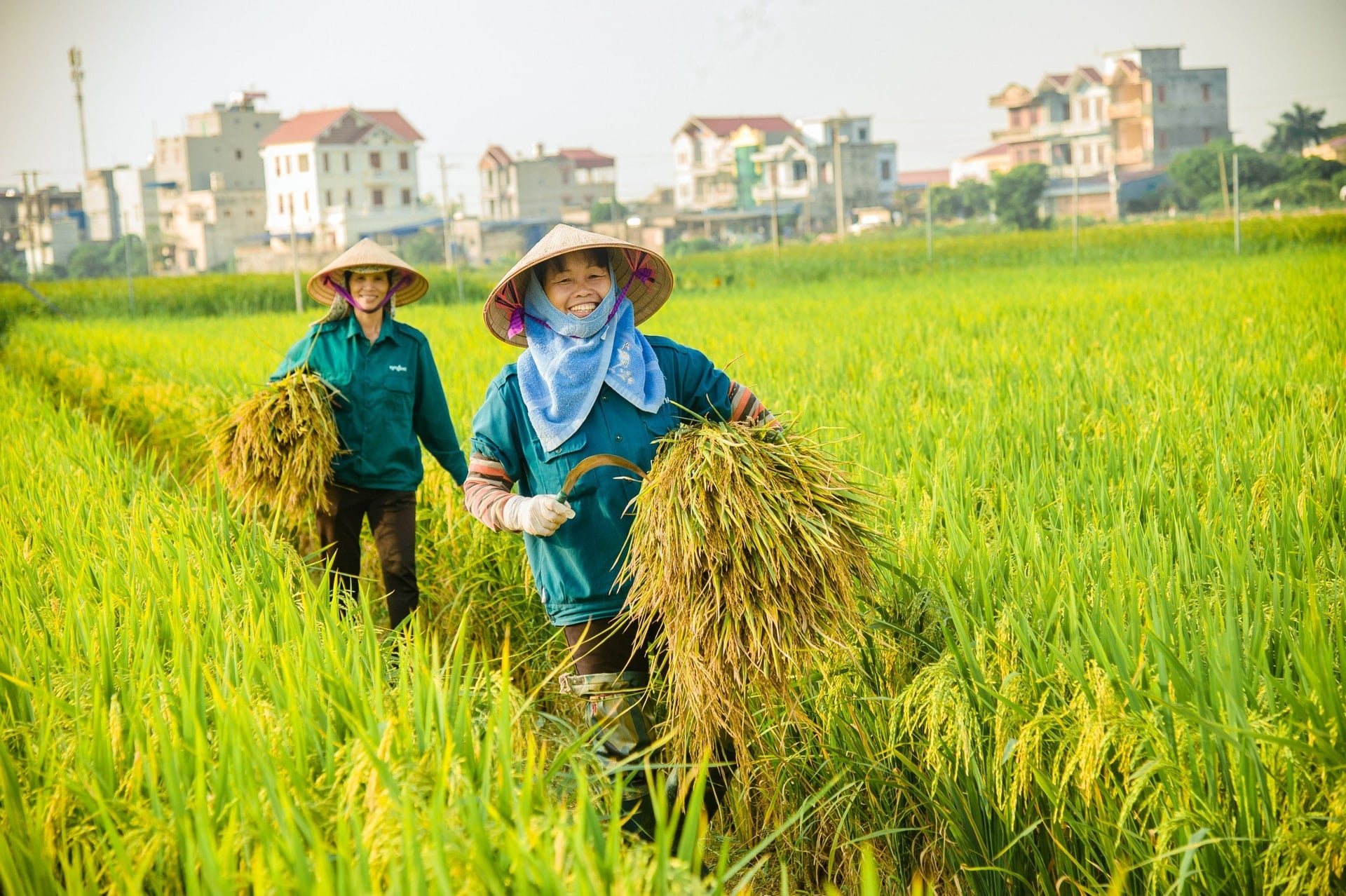 Giá lúa gạo hôm nay 13/3/2026: Lúa tươi giữ giá