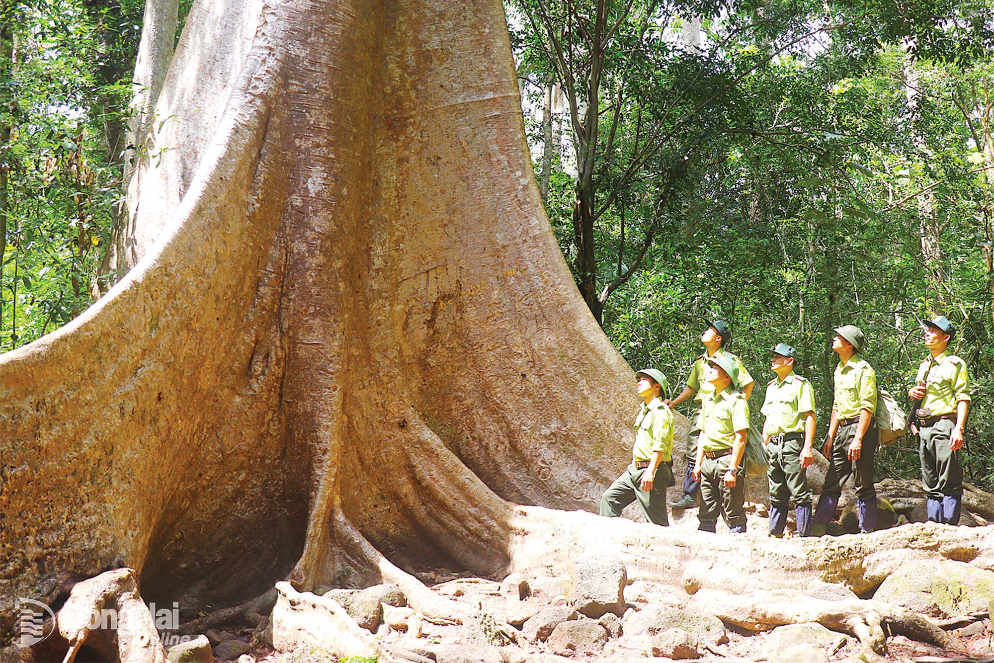 Il Parco Nazionale di Cat Tien gestisce attualmente quasi 72.000 ettari di foresta. La foresta è situata in una posizione unica, alle sorgenti del fiume Dong Nai, e si estende su una vasta area che confina con numerosi comuni delle province di Dong Nai e Lam Dong. Pertanto, la gestione e la protezione della foresta richiedono costantemente sforzi proattivi e rigorosi.   