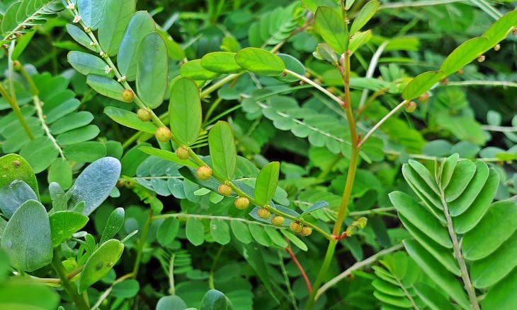 5 vị thuốc dưỡng gan vào mùa xuân- Ảnh 2.