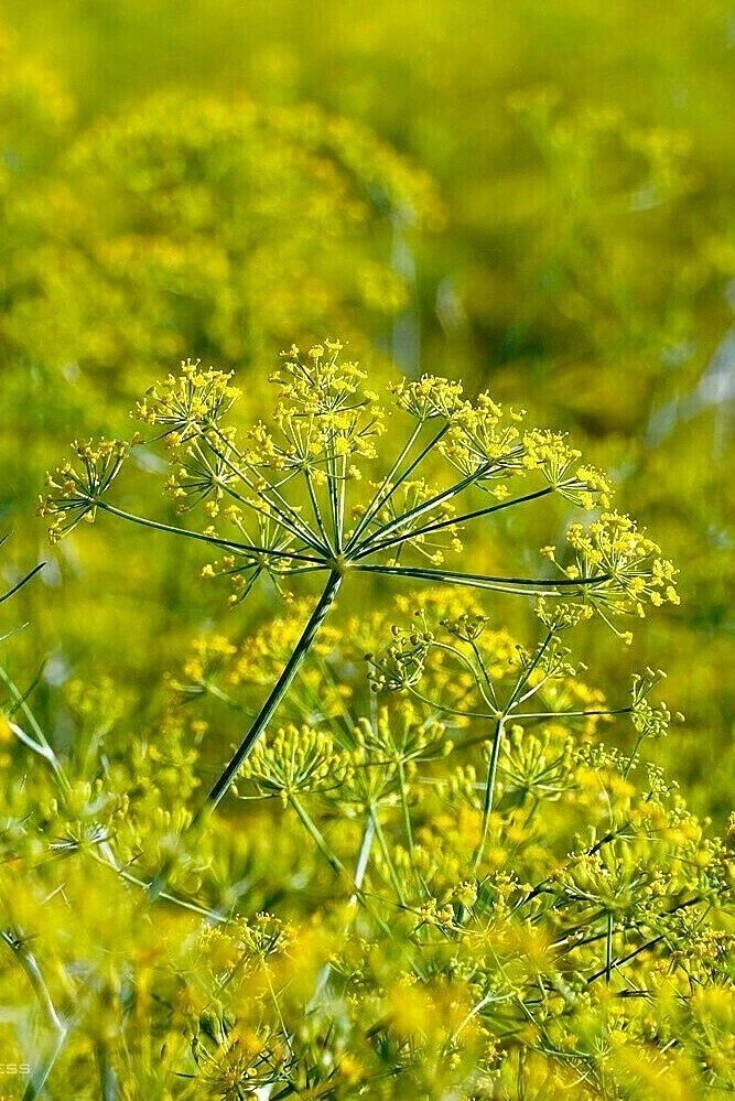 Una vista ravvicinata dei fiori di aneto a Ca Mau.