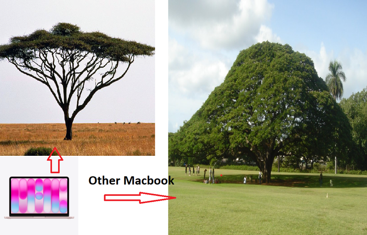 800px-umbrella-thorn-acacia-or-israeli-babool-tree-plant-acacia-tortillis-600x400.png
