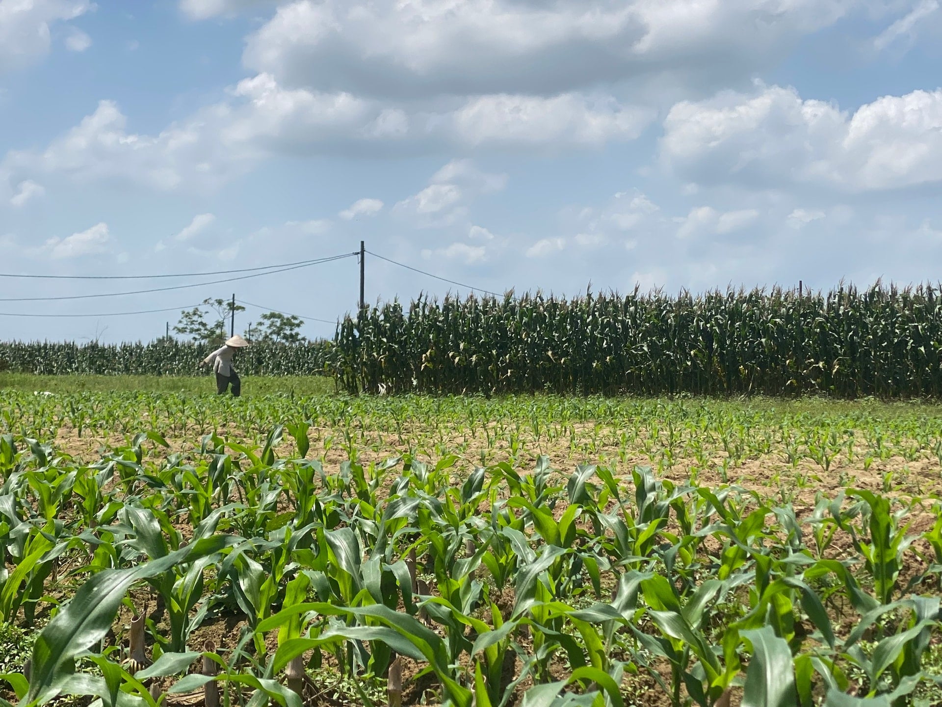 ba.jpg