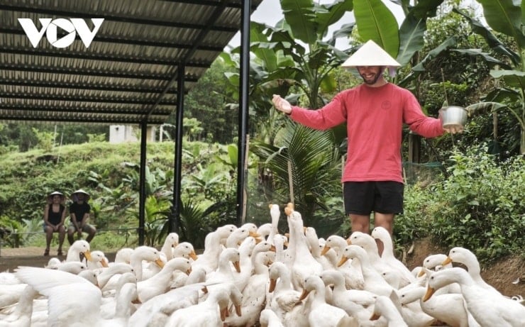 I turisti possono cimentarsi nell'allevamento di anatre nella campagna vietnamita.
