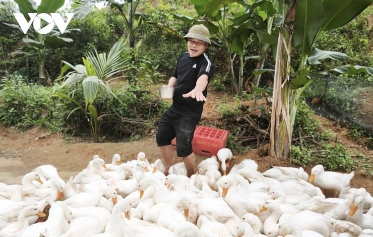 Il signor Tran Quoc Hoan, proprietario dell'allevamento di anatre Phong Nha, ha addestrato uno stormo di anatre per utilizzarle in attività ed esperienze turistiche.