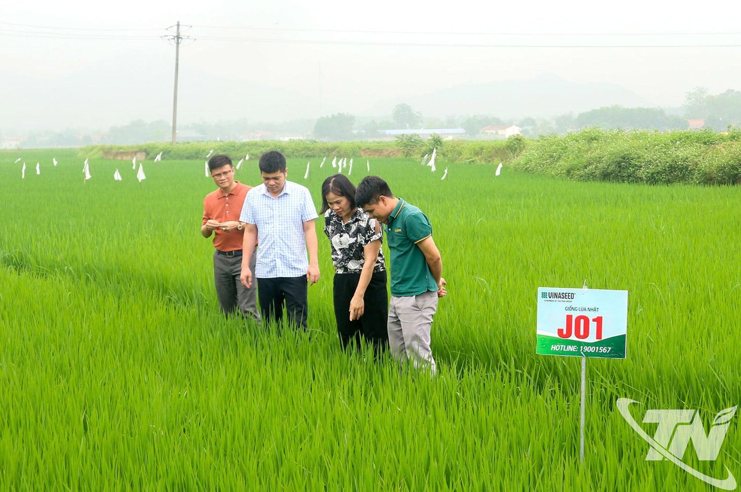 رقم برنج J01 در استان تای نگوین در حال آزمایش است و تشویق می‌شود که سطح زیر کشت آن گسترش یابد و به توسعه تولید برنج با کیفیت بالا در منطقه کمک کند.