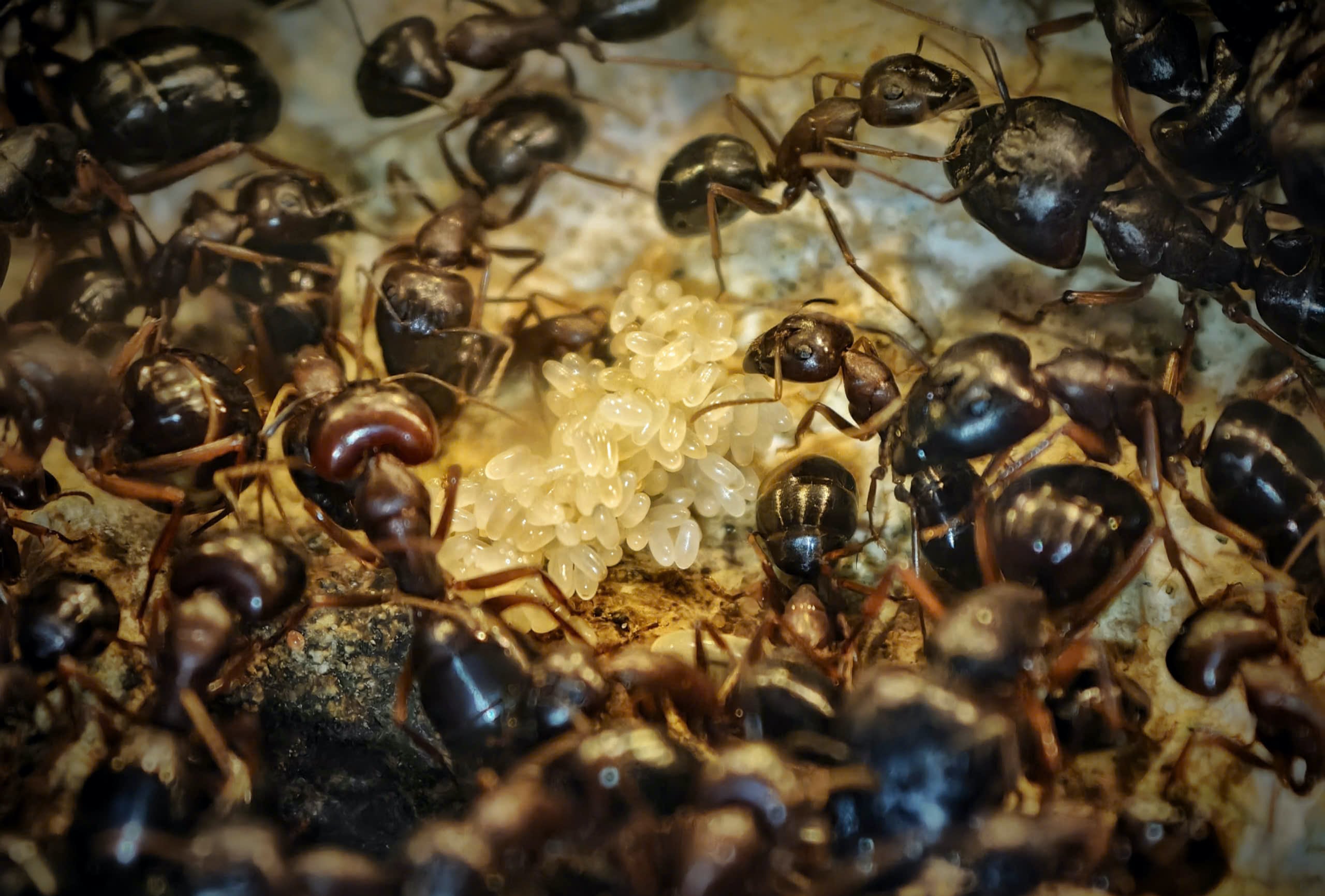 Élever des fourmis comme animaux de compagnie : un « empire » miniature opérant dans une boîte en verre. - Vietnam.vn