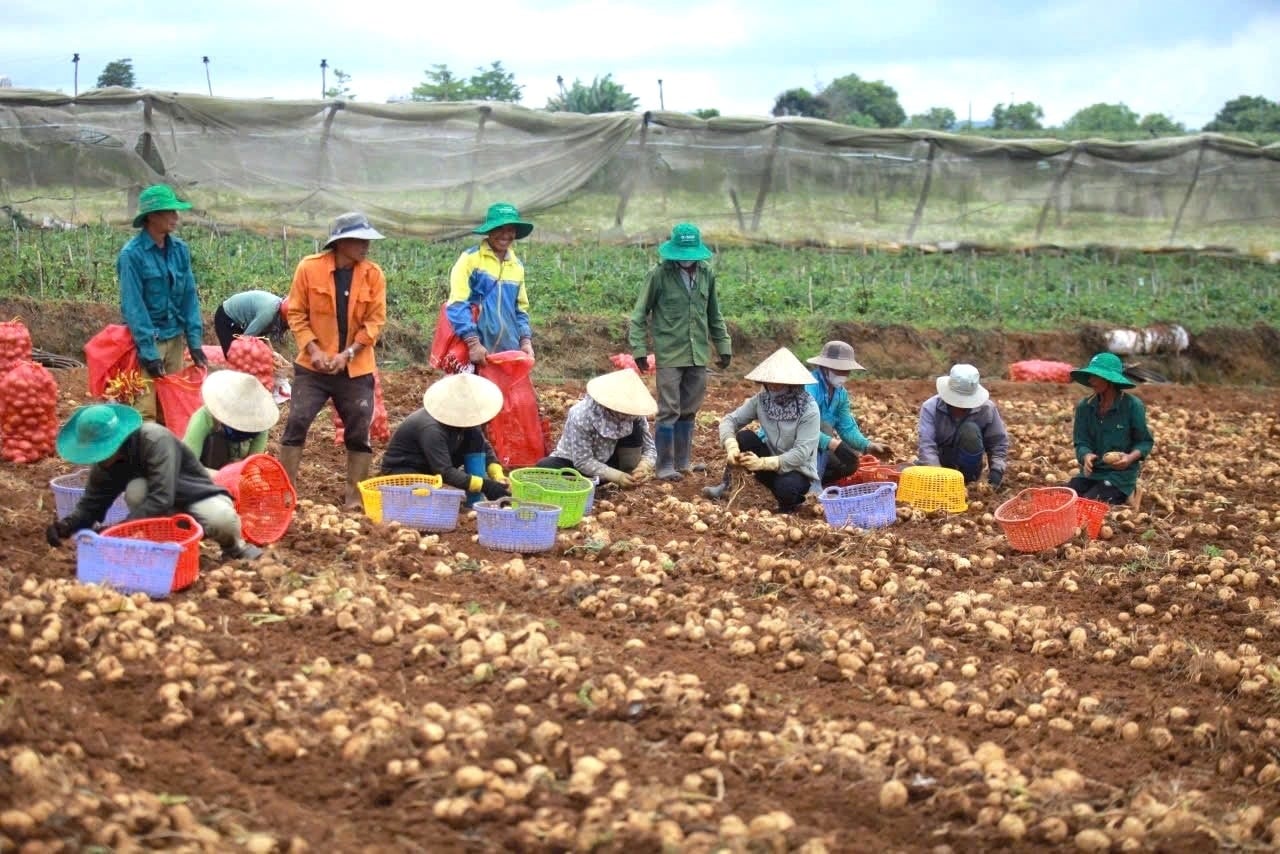 La zona di coltivazione di ortaggi e tuberi nella provincia centrale di Lam Dong ha una capacità di esportazione annua di oltre 1 milione di tonnellate verso le Filippine.