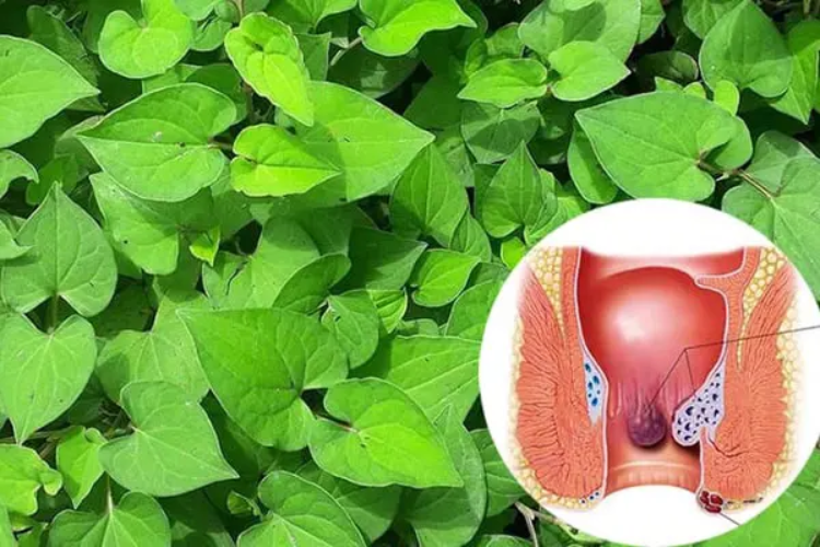 4 loại thảo mộc hỗ trợ cải thiện triệu chứng trĩ hiệu quả- Ảnh 1.