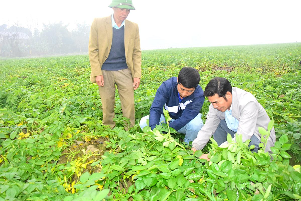 Khoai tây được trồng và chăm sóc theo quy trình kỹ thuật thống nhất.