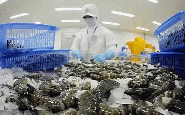 Le esportazioni di gamberetti verso gli Stati Uniti sono diminuite drasticamente. Xuất khẩu tôm sang Mỹ giảm sâu