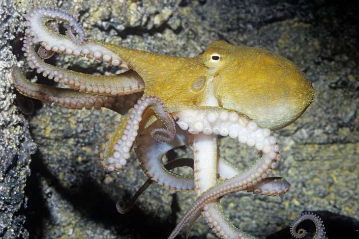 cá mập - Ảnh 4.