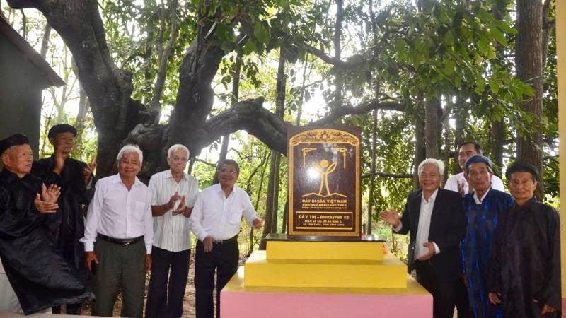 Le plaqueminier de la commune de Tan Thuy (province de Vinh Long) a été reconnu comme arbre du patrimoine vietnamien.