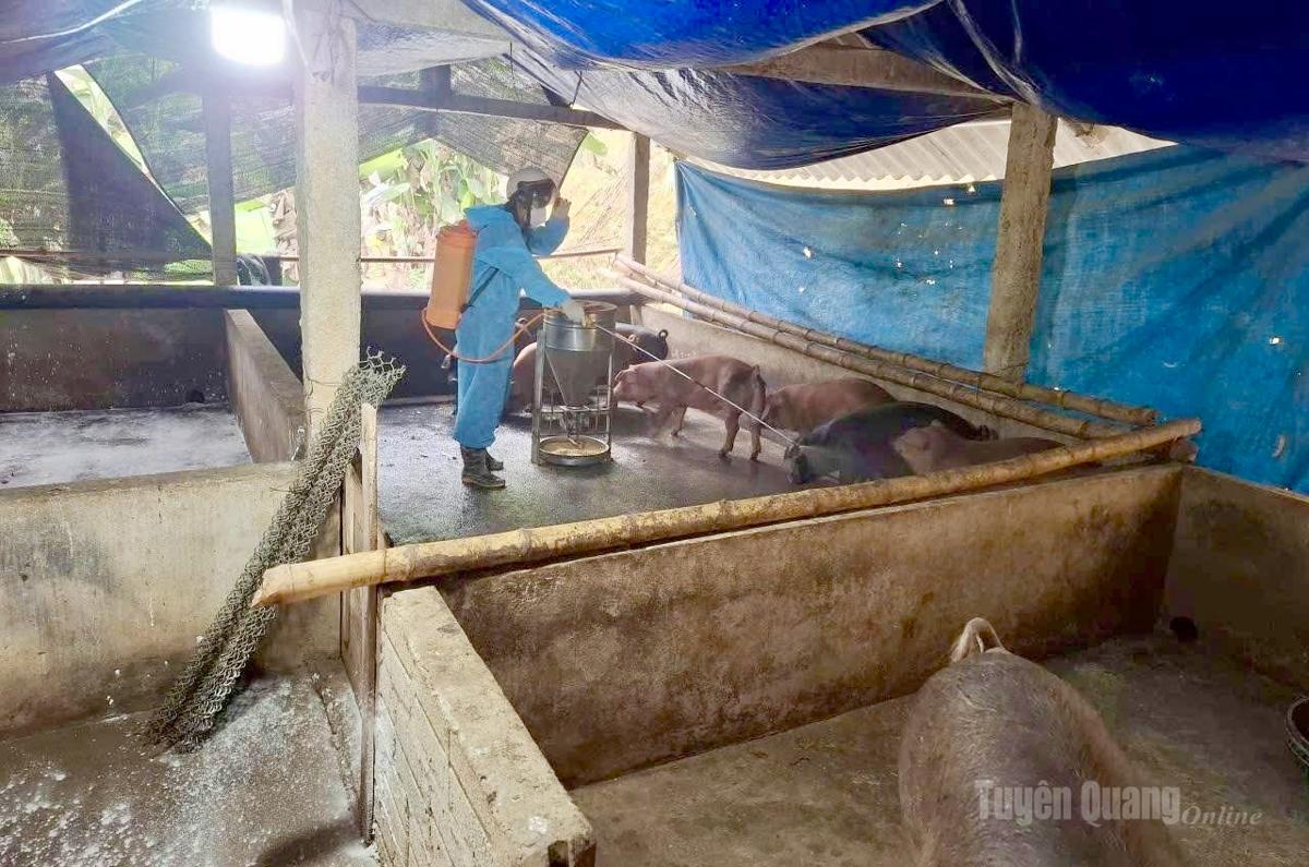 Cán bộ thú y thực hiện phun tiêu độc, khử trùng chuồng trại chăn nuôi.