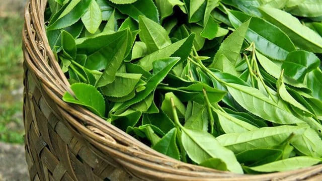 Un tipo di acqua che favorisce la salute dei reni, poco conosciuto - Foto 3. Loại nước hỗ trợ dưỡng thận ít người biết - Ảnh 3.
