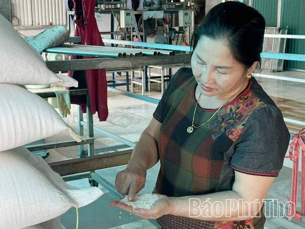 Preservare la tradizione della produzione di tagliatelle di riso pulite a Hoang Xa.