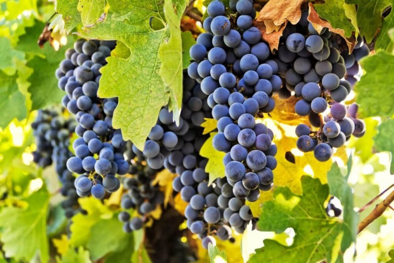 L'uva Carmenère è il vitigno simbolo del vino cileno. Nho Carmenère là giống nho biểu tượng cho rượu vang Chile