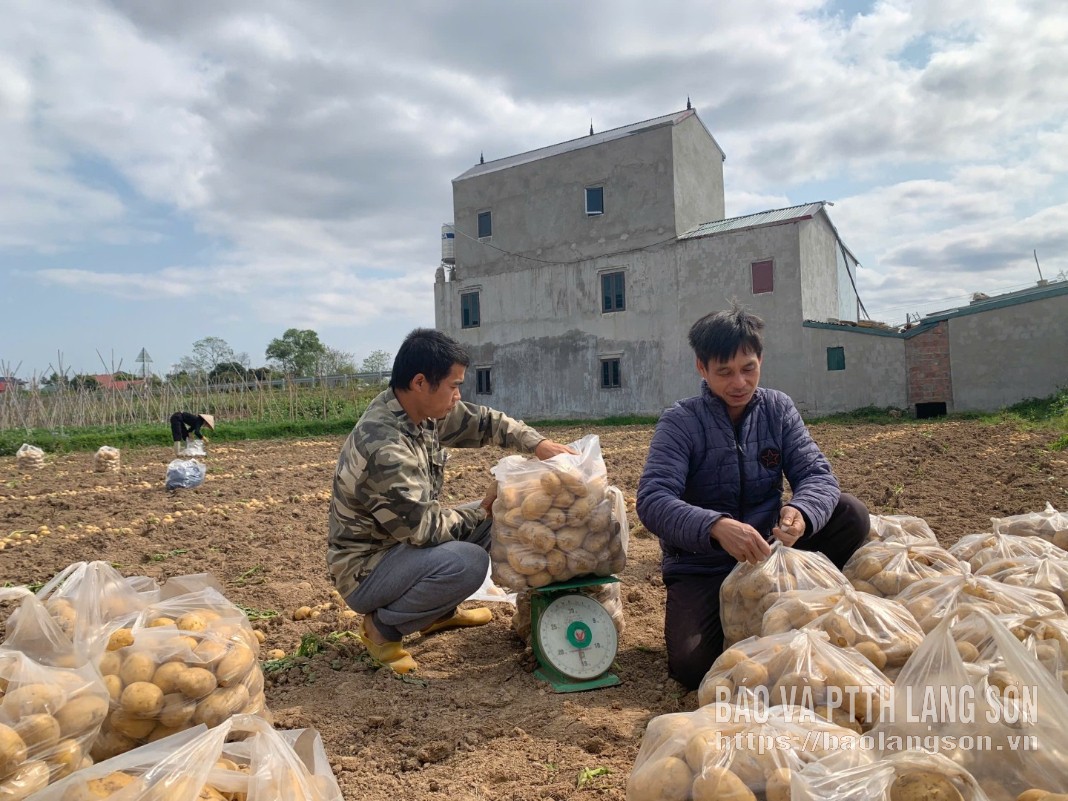 Residents of Ky Lua ward harvest and sort potatoes.